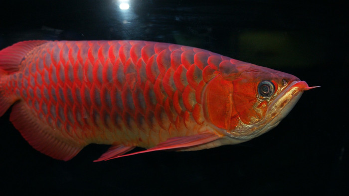 红雪莲龙鱼图片