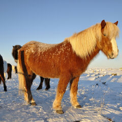 Icelandic Horse in Winter In Myvatn Iceland
