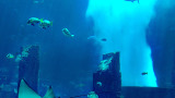迪拜水族馆和水下动物园