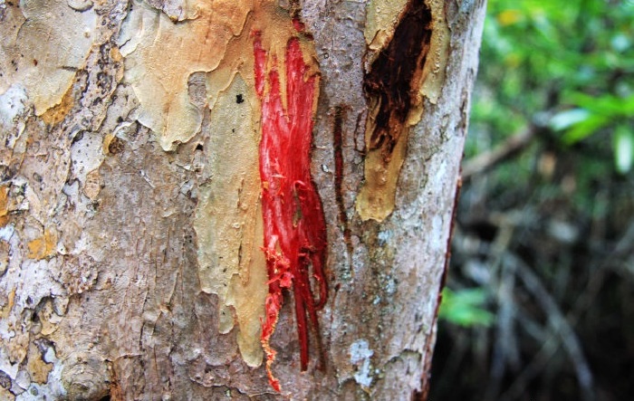 [ 民丹岛 ]新加坡后花园热带海岛之旅 自由行详尽攻略