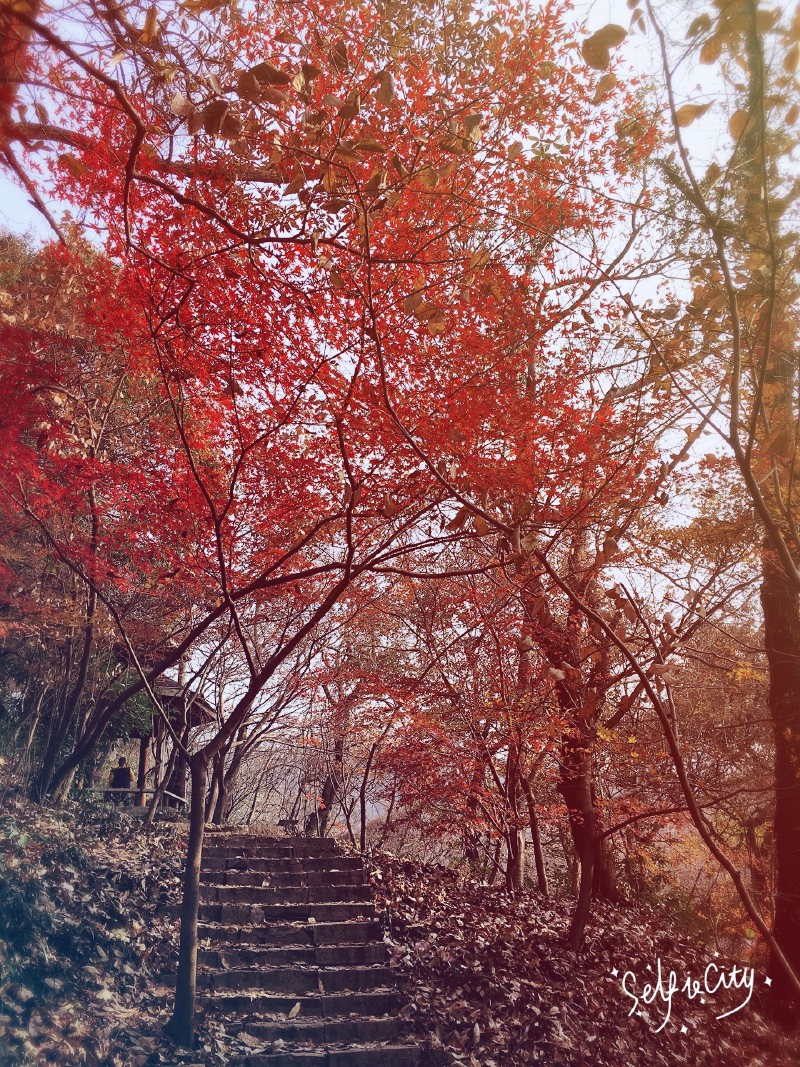 金陵一梦红颜枯骨