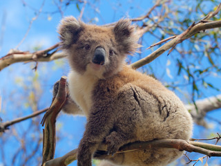 象征澳大利亚的动物图片