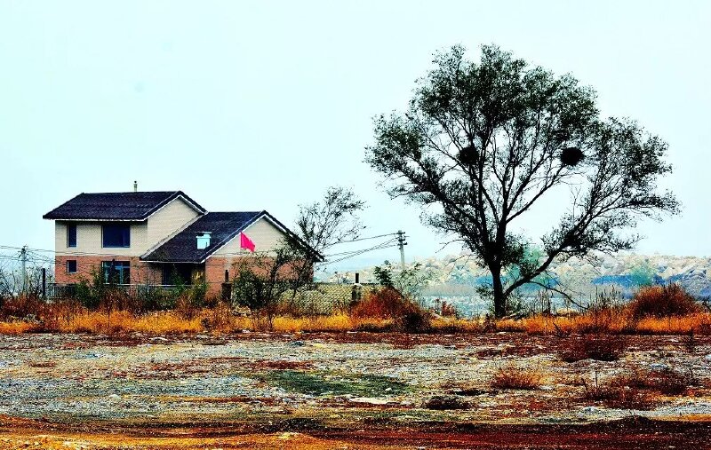 辽宁张家村拍鸟