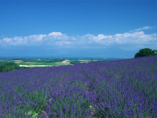 高原富良野