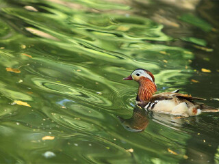 阳江鸳鸯湖公园