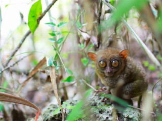 菲律宾眼镜猴保护区