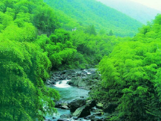 湖州安吉中国大竹海