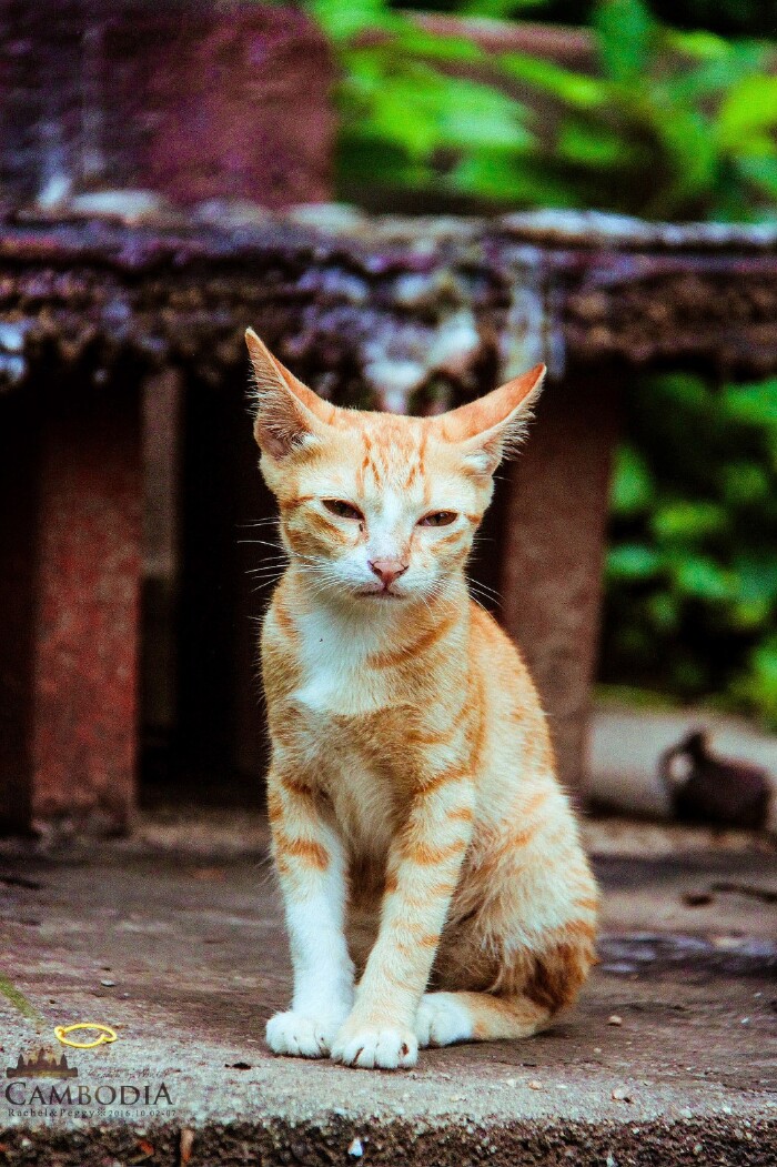 过大年#【途牛首发】柬埔寨:厉害了word高棉