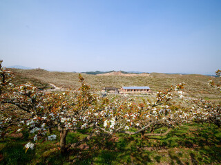 枫源桃梨观赏园