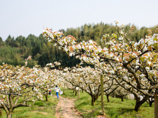 枫源桃梨观赏园