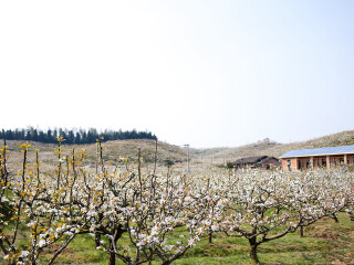 枫源桃梨观赏园