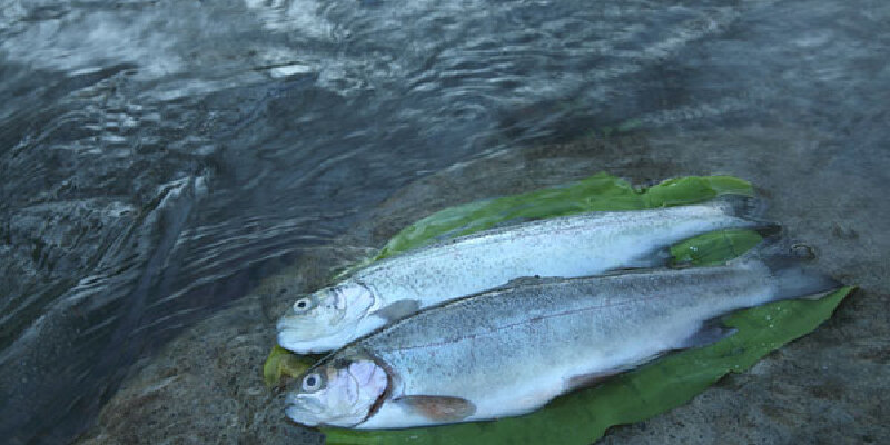 黑龙江大马哈鱼