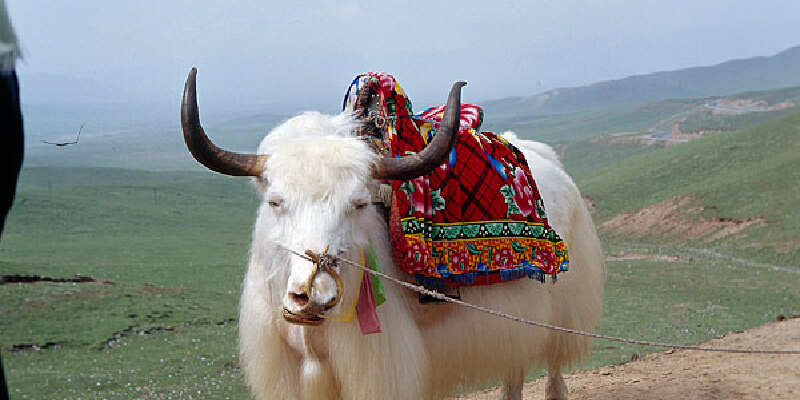 分享到推荐理由286人推荐互助白牦牛 青海互助土族自治县畜牧兽医