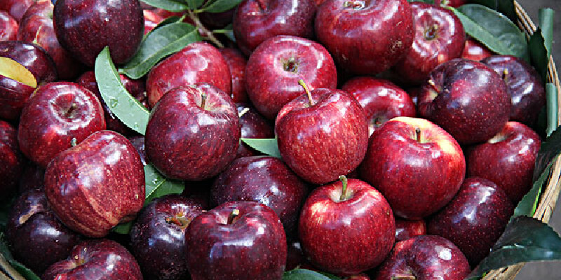 祁县红星苹果价格_专卖店_哪里买