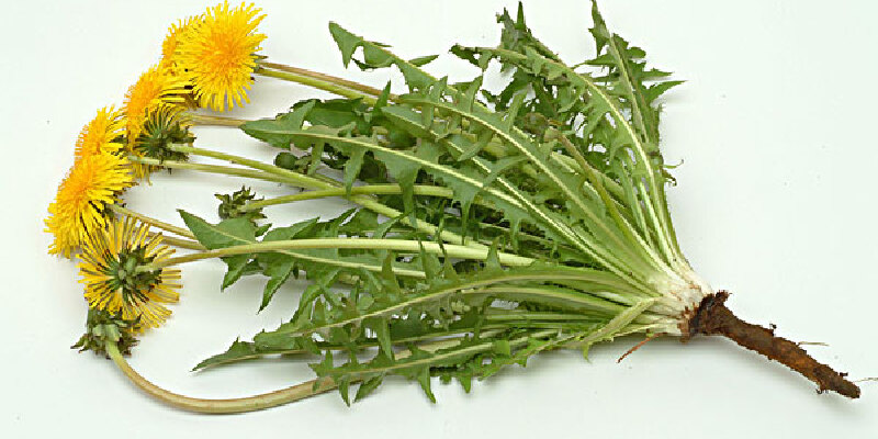 分享到推荐理由166人推荐天香菜属菊科草本植物