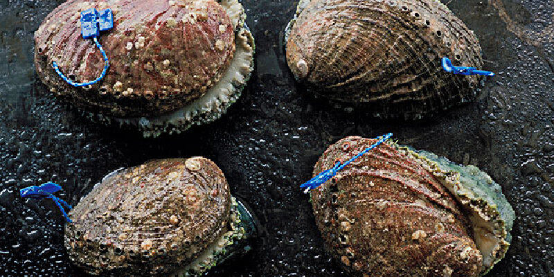 古称"鳆",又叫"海耳","九节螺","千里光","牛眉",属单壳类软体动物