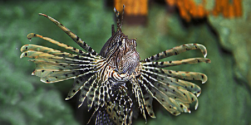 金毛狮子鱼价格_专卖店_哪里买