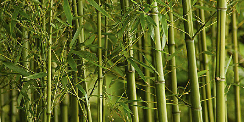 湘妃竹价格_专卖店_哪里买