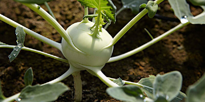 香龙大头菜