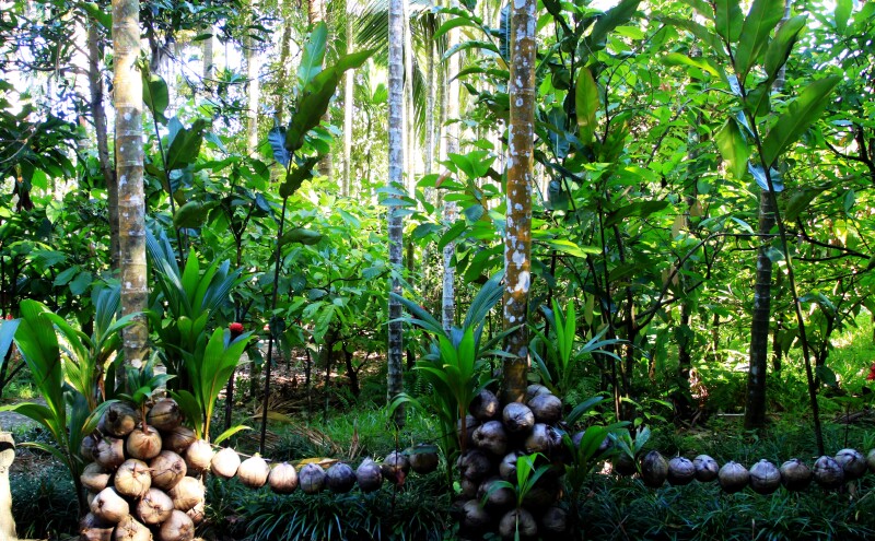    椰壳中生长出的椰苗