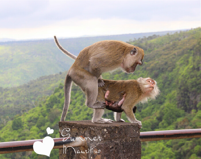 "公猴,你这么霸道,有没有考虑过小猴的感受