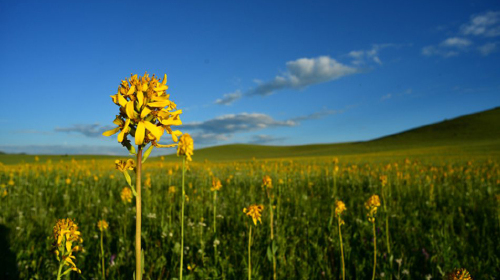 【塞罕坝】百花坡