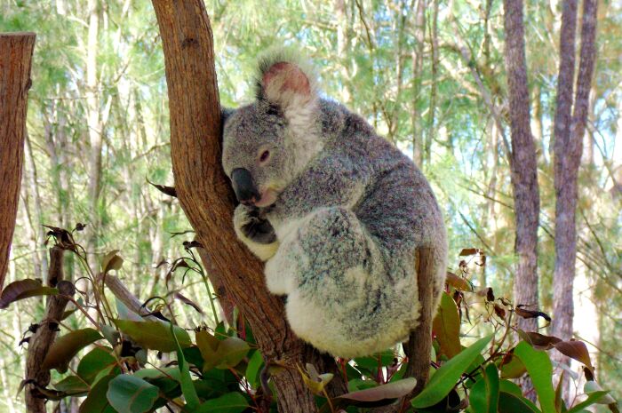 还有个抱抱考拉的活动,每次22元.另外发送1张大的照片.