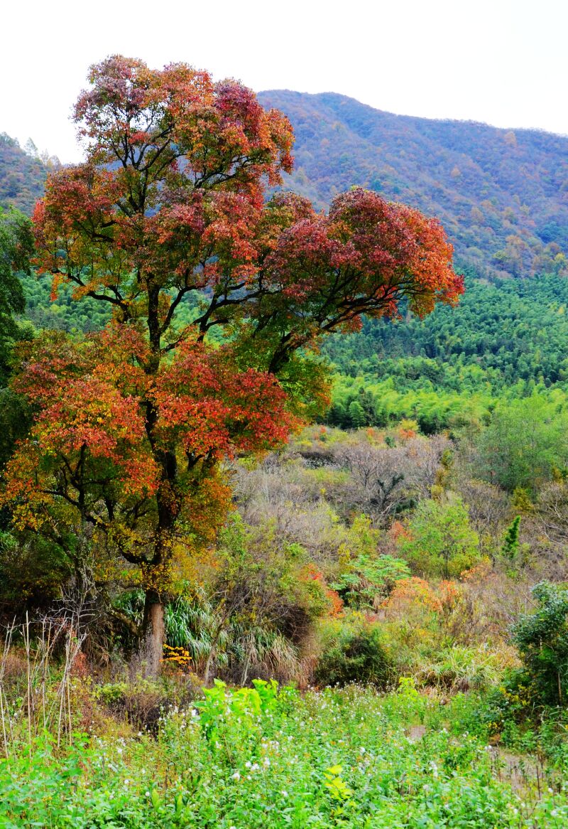 颜值很高的两棵乌桕树,漂亮吧!