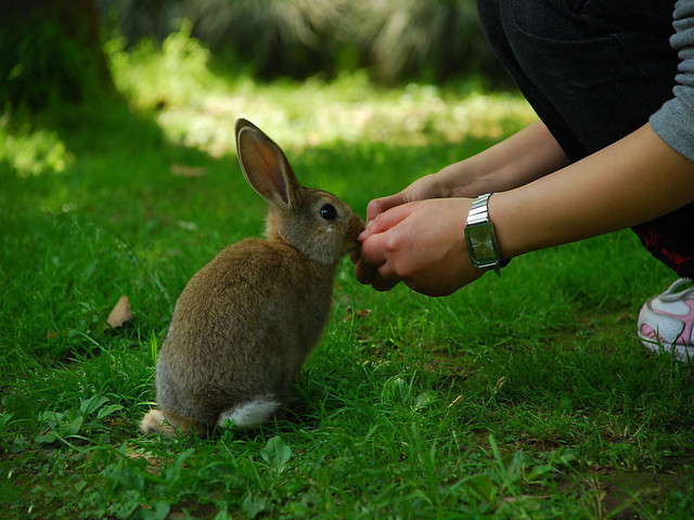 餵養小動物