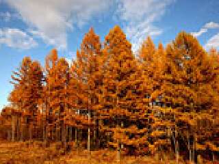 桦木沟国家森林公园