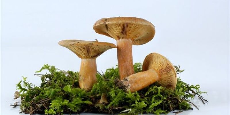 野生重阳菌价格_专卖店_哪里买