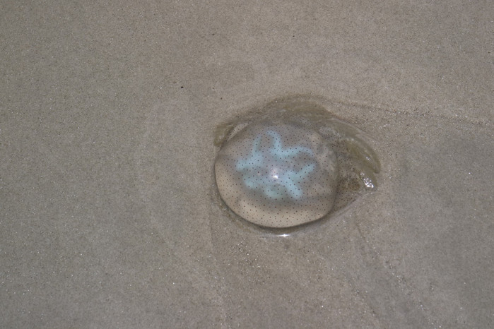海边透明的圆形生物图片