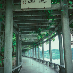 花港观鱼