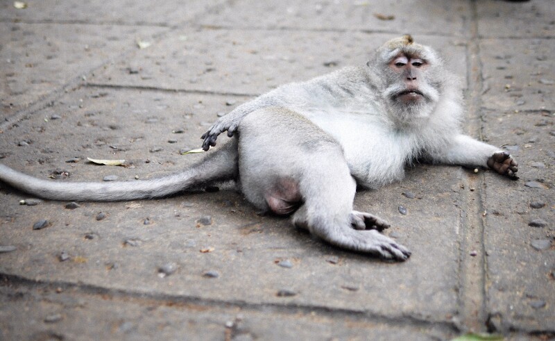       此猴已被自身的美貌迷倒