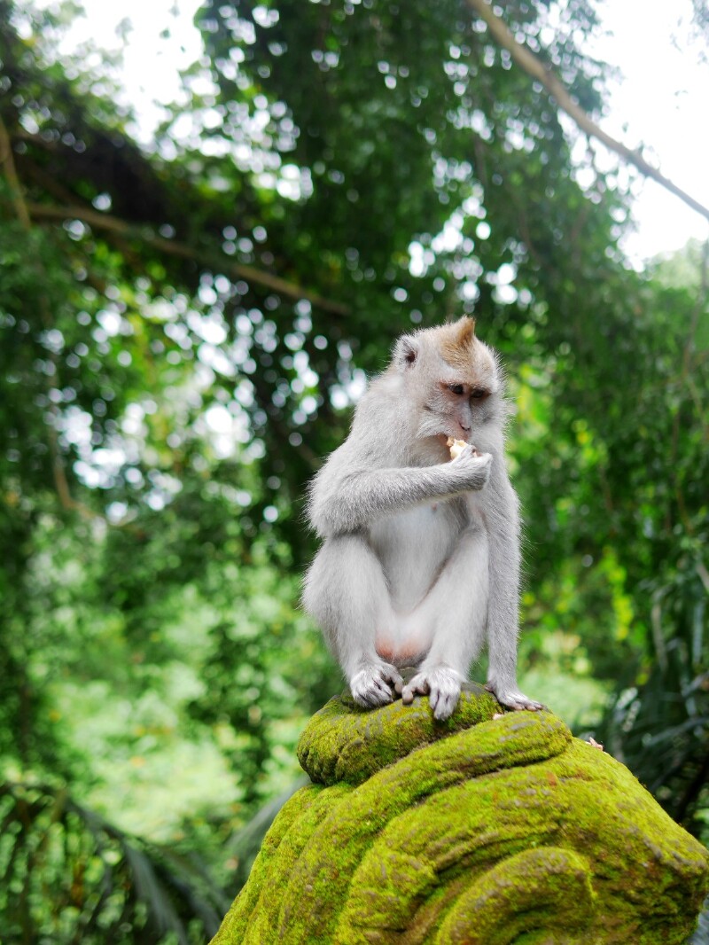          此猴已被自身的美貌迷倒