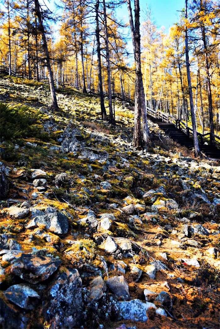 冰上森林的地质特征是土层浅薄,土壤贫瘠,地表上地衣植物长期寄生.