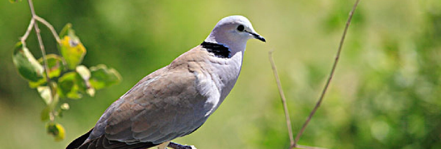 鸠兹风景区旅游攻略