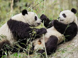 佛坪大熊猫保护区