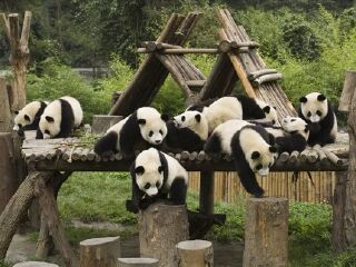 佛坪大熊猫保护区