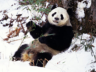 佛坪大熊猫保护区