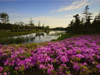 滨湖湿地公园
