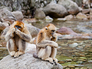 牛背梁国家森林公园