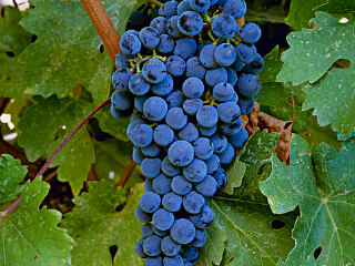 紫轩葡萄酒庄园