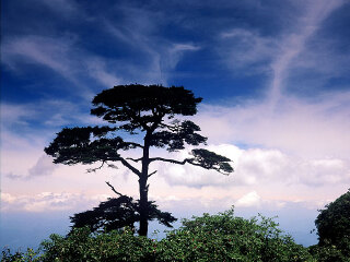 猫儿山国家森林公园