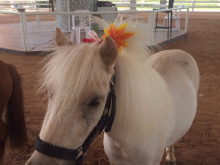 宝妮小马俱乐部