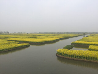 兴化千垛菜花风景区
