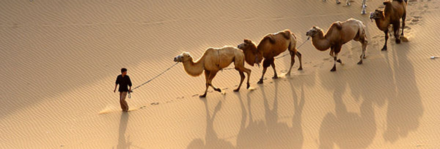 库木塔格沙漠驼队