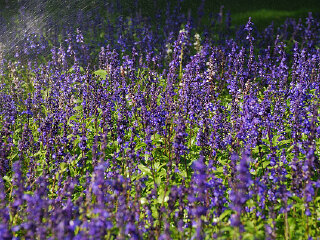 解忧公主薰衣草庄园