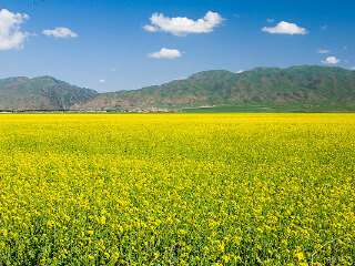 昭苏油菜花田