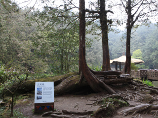 阿里山神木群